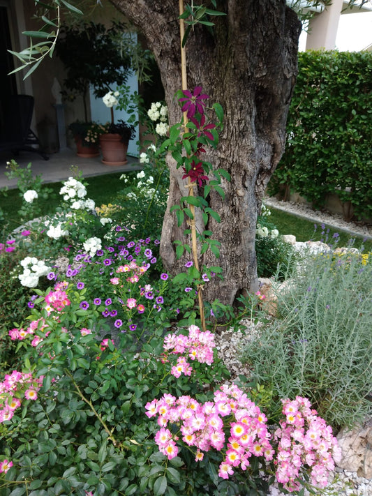 Garden Design a Pinerolo: i consigli di Tiziana Aglì per trasformare il tuo giardino