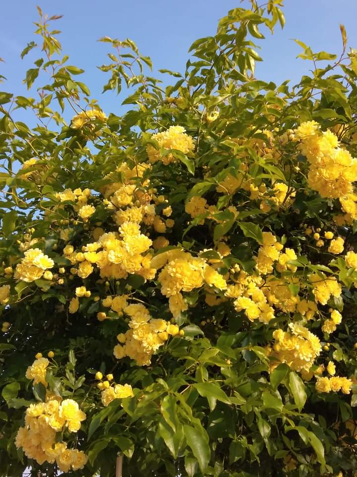 Garden design per aziende e professionisti a Torino: il verde come valore