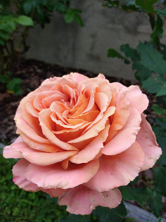 Giardini su terrazzo a Torino: idee di design firmate Tiziana Aglì