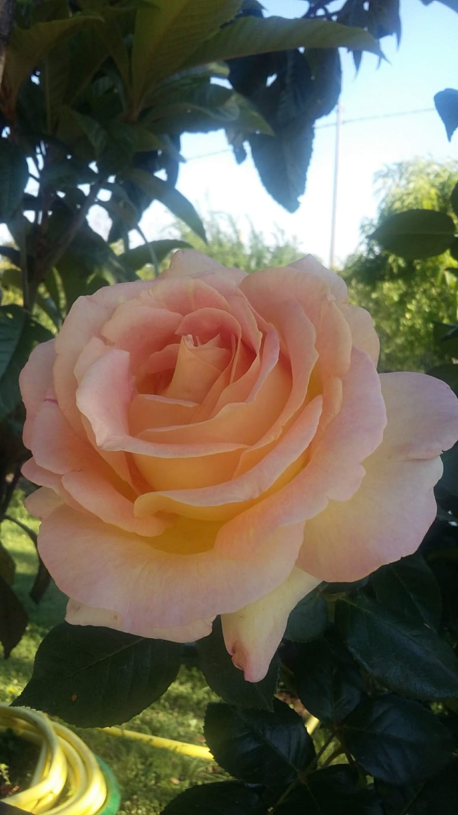 Progettare un giardino in città: le sfide (e le soluzioni) a Torino