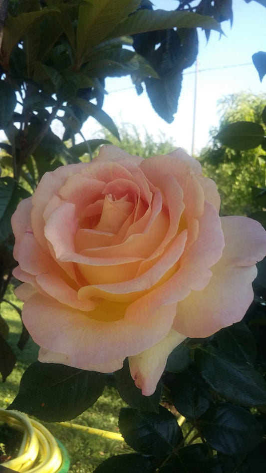 Progettare un giardino in città: le sfide (e le soluzioni) a Torino