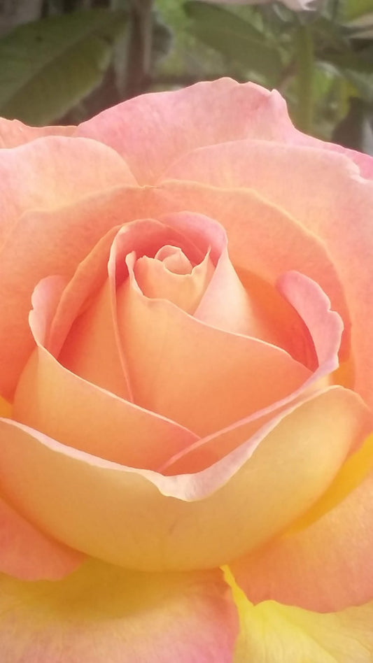 Garden Design a Torino: come scegliere il progetto giusto per il tuo giardino