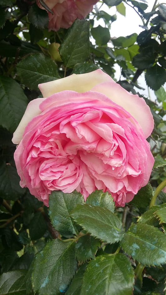 Il tuo giardino a Torino, come lo immagini? Idee di Tiziana Aglì
